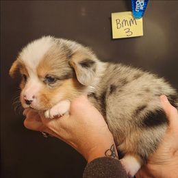 Blue Merle boy 3 - Blue merle and white male American Corgi puppy in Hampton, Tennessee from TC Farms Stock Dogs - Miniature Australian Shepherds