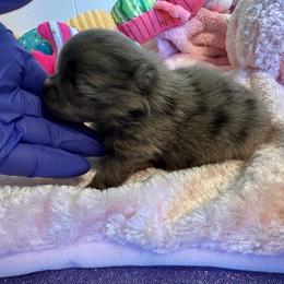 Baby Ella - Blue merle female Pomeranian puppy in Childersburg, Alabama from A Sample Of Gods Love Kennels