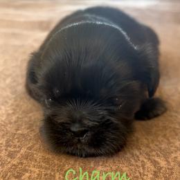 Charm - Chocolate female Shih Tzu puppy in Vernon, New Jersey from Calta’s Cute Shih Tzu