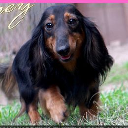 Honey - Dachshund
