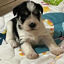 Blaze - Parti male Miniature Schnauzer puppy in Carriere, Mississippi from Sassy Schnauzers