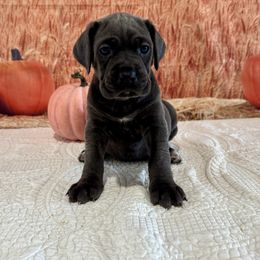 Nancy - Gray brindle female Cane Corso puppy in Loogootee, Indiana from Walnut Creek Cane Corso