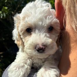 Doc - Red and white male Cockapoo puppy in Adrian, Oregon from ApplebyFarm
