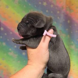 Blue tan or brindle point - Blue female Great Dane puppy in Port Clinton, Ohio from LakeSide Danes