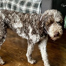 Dyna - Goldendoodle