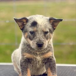 Alicia - Blue speckled female Australian Cattle Dog puppy in Rosharon, Texas from 4Surge Cattle Dogs