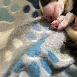Miniature Australian Shepherd Puppies from Mill Creek Miniature Australian Shepherd