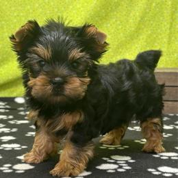 Dex - Blue and gold male Yorkshire Terrier puppy in Monticello, Iowa from Ashley’s Puppies