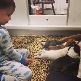American Foxhound and American Staffordshire Terrier Puppies from Whitlow Kennel
