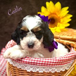 Caitlin - Tri-color female Bernedoodle puppy in Crockett, Texas from Kingdom Kennels