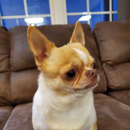 Wally - Chihuahua
