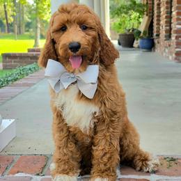 Charlie Rae's Silver Boy - Red  male Goldendoodle puppy in Kountze, Texas from Texas Doodles LLC