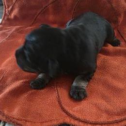 Girl 2 - Black and silver female Miniature Schnauzer puppy in Fresno, California from Findell Kennel, LLC