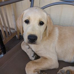 Boy 1 - Yellow Labrador Retriever puppy in Farmington, Washington from Eelkema's Labradors at CrossView Ranch