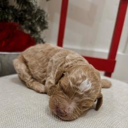 George - Apricot male Poodle puppy in Saint George, Utah from Oodles of Poodles