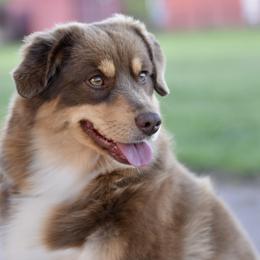 Fallon - Red tri female Miniature Australian Shepherd puppy in Wichita Falls, Texas from Shooting Stars Ranch Toy and Mini Aussies