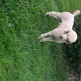 Poodle All Grown Up from Wunderlins Std Poodles