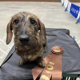Benny - Dachshund