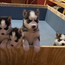Siberian Husky Puppies from Kaia Reyne Husky's