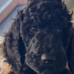 Goldendoodles from Wv Diva Doodles