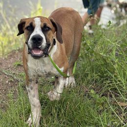Galway Girl - Irish marked female Boerboel puppy in Florida from CLAD Guard Boerboels