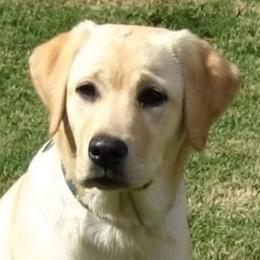 Libby - Labrador Retriever