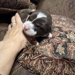 Lia - Chocolate female Border Collie puppy in Richfield, Ohio from Stone Garden Border Collies