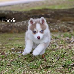 Pookie - Lavender male Pomsky puppy in Denham Springs, Louisiana from Bayouland Pomskies