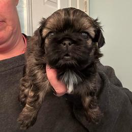 Rami - Brindle female Shih Tzu puppy in Hickory, North Carolina from PAWSitive Breeders of the Carolinas
