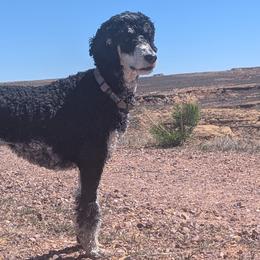 Doberman Pinschers, Miniature Bull Terriers, and Poodles from Wee Adventure Tails