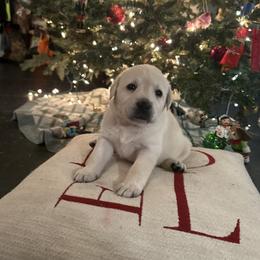 Girl 1- White English Lab - Yellow female Labrador Retriever puppy in Isanti, Minnesota from Four Corners Family Labs