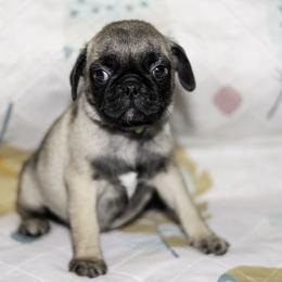 Moose (green) - Fawn male Pug puppy in Hereford, Arizona from Broken Road Ranch Pugs