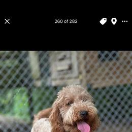 Lucy - Goldendoodle