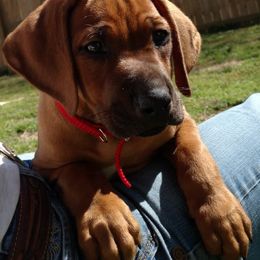 Rhodesian Ridgeback Puppies from Fawn Millette