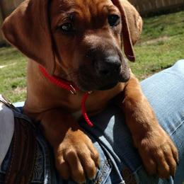 Rhodesian Ridgeback Puppies from Fawn Millette