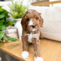 Sage - Apricot female Australian Labradoodle puppy in Palmdale, California from Heavenly Doodles