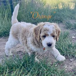 Orange - Parti male Goldendoodle puppy in Helena Valley Northeast, Montana from Joy Meadows Goldendoodles
