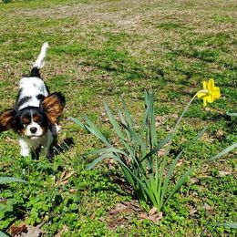 Cavalier King Charles Spaniel Puppies from Liberty Acres Kennels
