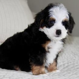 Isla - Tri-color female Bernedoodle puppy in Apple Creek, Ohio from Cuddle Paws