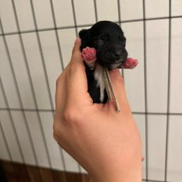Boy 1 - Black male Miniature Schnauzer puppy in Tacoma, Washington from MSR Mini Schnauzers