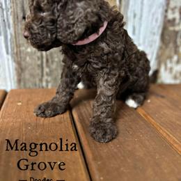Aussiedoodle, Bernedoodle, and Poodle Puppies from Magnolia Grove Doodles