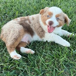 Boy 4 - Red merle male Miniature Australian Shepherd puppy in Amarillo, Texas from Duclops Ranch Aussies