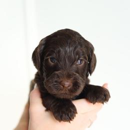 Green - Chocolate male Australian Labradoodle puppy in Williamstown, New York from Lewis Manor Labradoodles