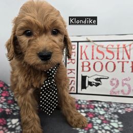 Klondike - Red  male Goldendoodle puppy in Neillsville, Wisconsin from Granton Creek