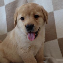 Flurry - Yellow female Labrador Retriever puppy in Camden, Indiana from Camden's Caring Canines