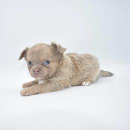 Blizzard- Tiny - Silver male Chihuahua puppy in Bulls Gap, Tennessee from Smokey Mountain Chihuahuas