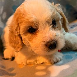 Mellow yellow - male Cavapoochon puppy in Mt Pleasant, Texas from Hippdoodranch