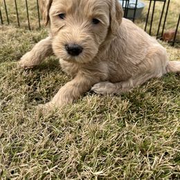Goldendoodle Puppies from Ellie's Goldendoodles