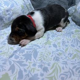 Boy 2 - male Treeing Walker Coonhound puppy in Vermontville, Michigan from Stackem Up Kennel