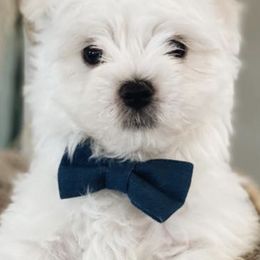 Maltese from Mia Lucky Maltese